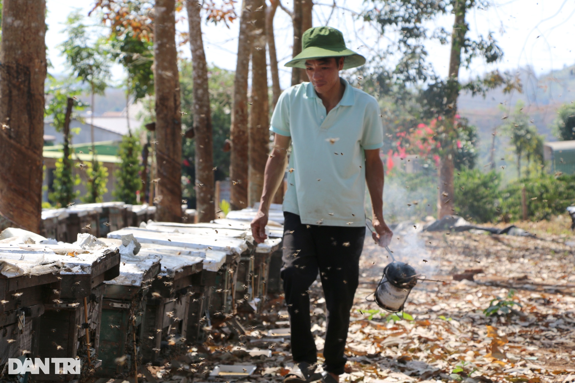 Mùa mật ong sớm ở Tây Nguyên - 6