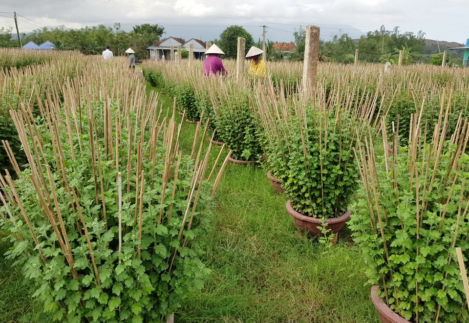Khánh Hòa: Người trồng hoa cúc hối hả xuống vườn, phập phồng lo đầu ra - 4 Khánh Hòa: Người trồng hoa cúc hối hả xuống vườn, phập phồng lo đầu ra - 4