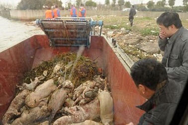 Số lợn chết trôi trên sông Hoàng Phố vọt tăng gần 3.000 con