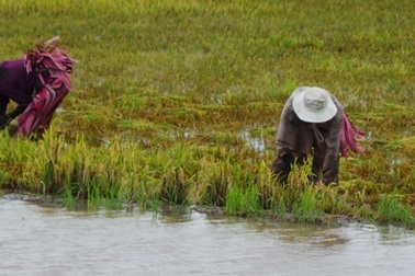 Mưa liên tục, lũ lên cao, nông dân "méo mặt"
