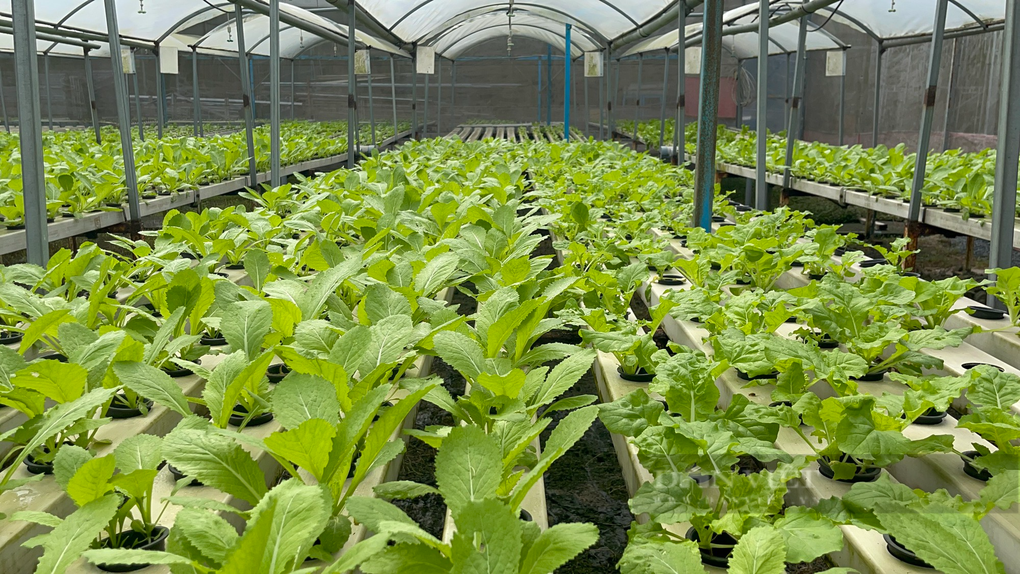 Chỉ trồng rau mà anh nông dân phố thu nhập 150 triệu/tháng? - 4 Chỉ trồng rau mà anh nông dân phố thu nhập 150 triệu/tháng? - 4