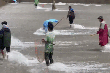 Hàng chục người liều mình lao xuống dòng nước lũ chảy xiết bắt cá