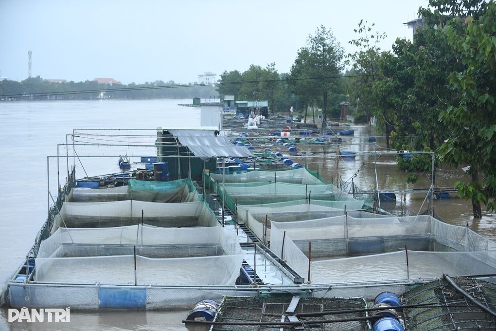 Cá chết la liệt trong lũ, nhiều hộ dân đứng trước viễn cảnh trắng tay - 3 Cá chết la liệt trong lũ, nhiều hộ dân đứng trước viễn cảnh trắng tay - 3