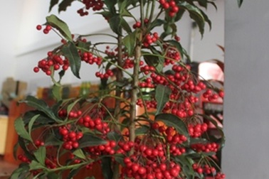 Chi tiền triệu mua kiểng “siêu độc” chơi Tết