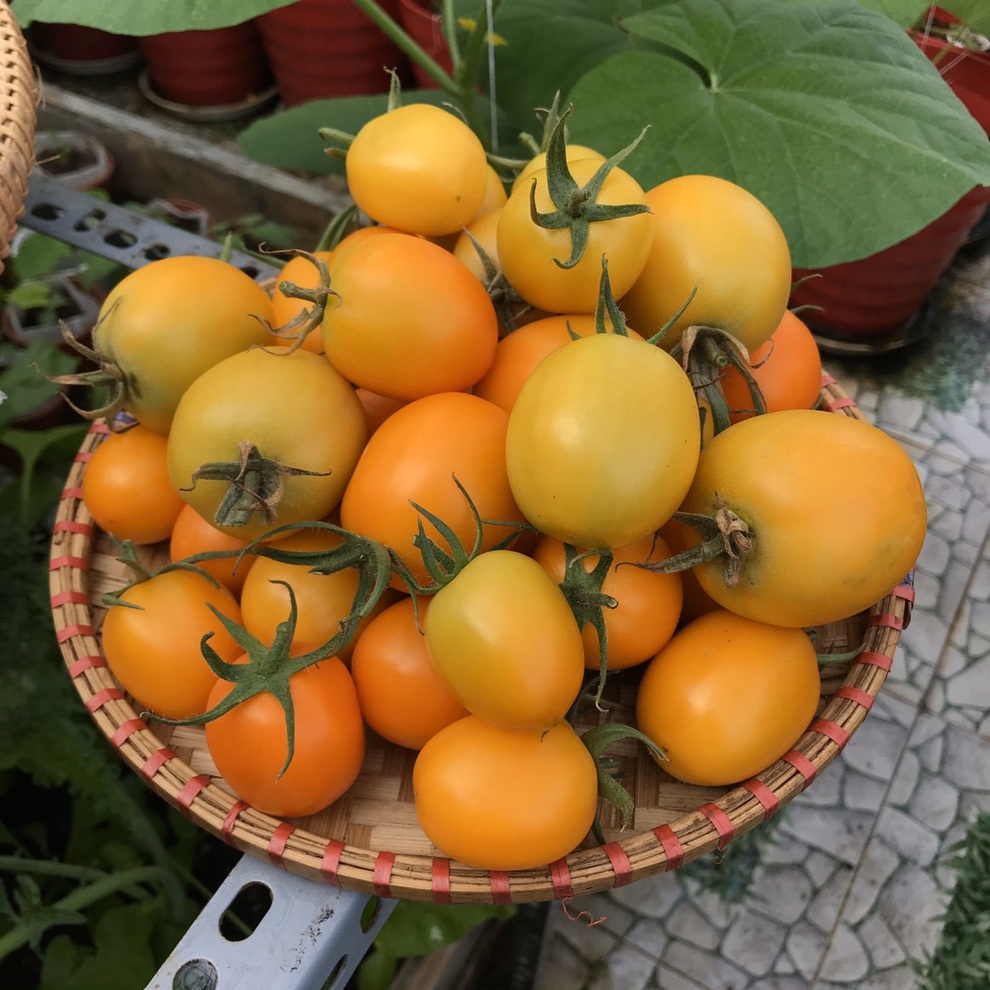 Kinh nghiệm trồng cà chua sai trĩu trên sân thượng của nữ gia chủ Đà Nẵng - 12 Kinh nghiệm trồng cà chua sai trĩu trên sân thượng của nữ gia chủ Đà Nẵng - 12