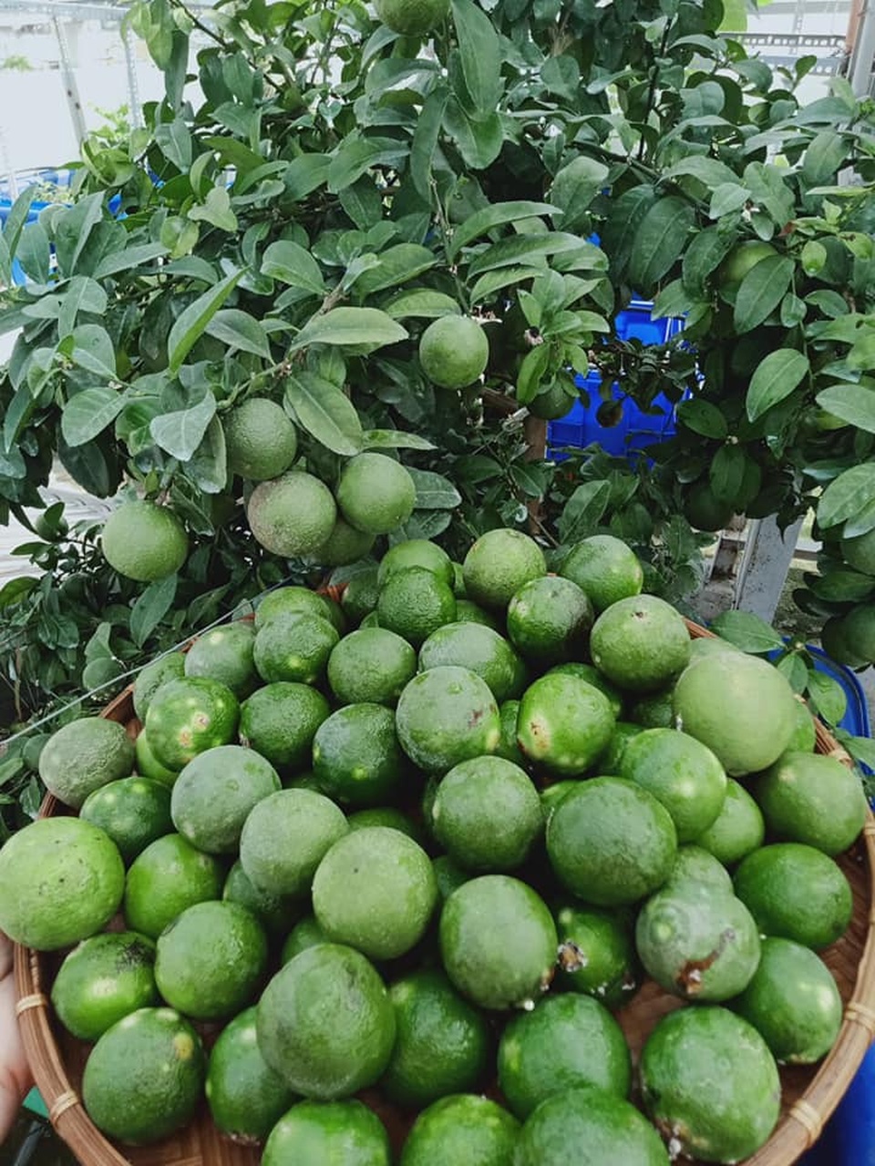 Cả gia đình ở Sài Gòn thỏa thích ăn trái cây nhờ khu vườn trên không - 13