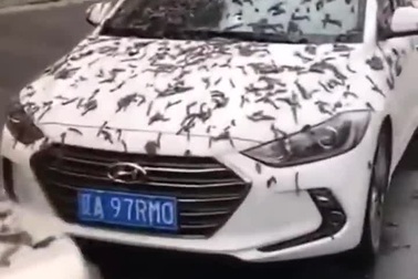 Video được cho là hiện tượng mưa giun gây tranh cãi trên mạng xã hội