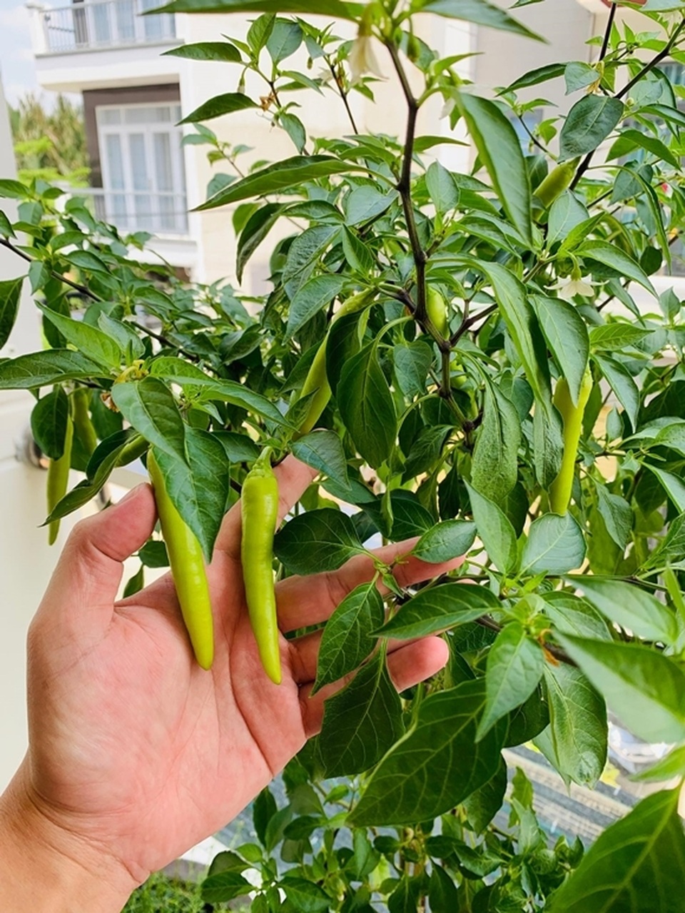 Vườn rau, trái cây xanh mướt mát của gia đình Hải Băng - Thành Đạt - 12 Vườn rau, trái cây xanh mướt mát của gia đình Hải Băng - Thành Đạt - 12