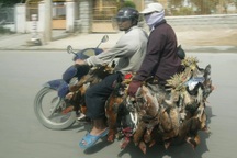 20 năm trước Việt Nam trông thế nào trong mắt của du khách Tây?