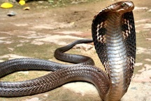 Bắt giữ người đàn ông chở 8 con rắn hổ mang chúa đi bán