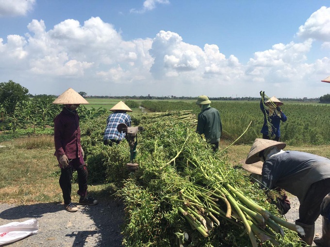 Khởi động dự án phát triển cây đay tại Việt Nam - Ảnh 1. Khởi động dự án phát triển cây đay tại Việt Nam - Ảnh 1.