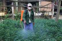 Thời tiết không ủng hộ, chưa Tết người trồng hoa đã thấy lỗ