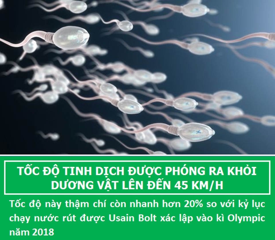 Bất ngờ với những sự thật ít biết về “đội quân” tí hon của các chàng - 6 Bất ngờ với những sự thật ít biết về “đội quân” tí hon của các chàng - 6
