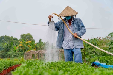 Đánh cược với dịch bệnh, chủ vườn hoa Tết "đứng ngồi không yên"