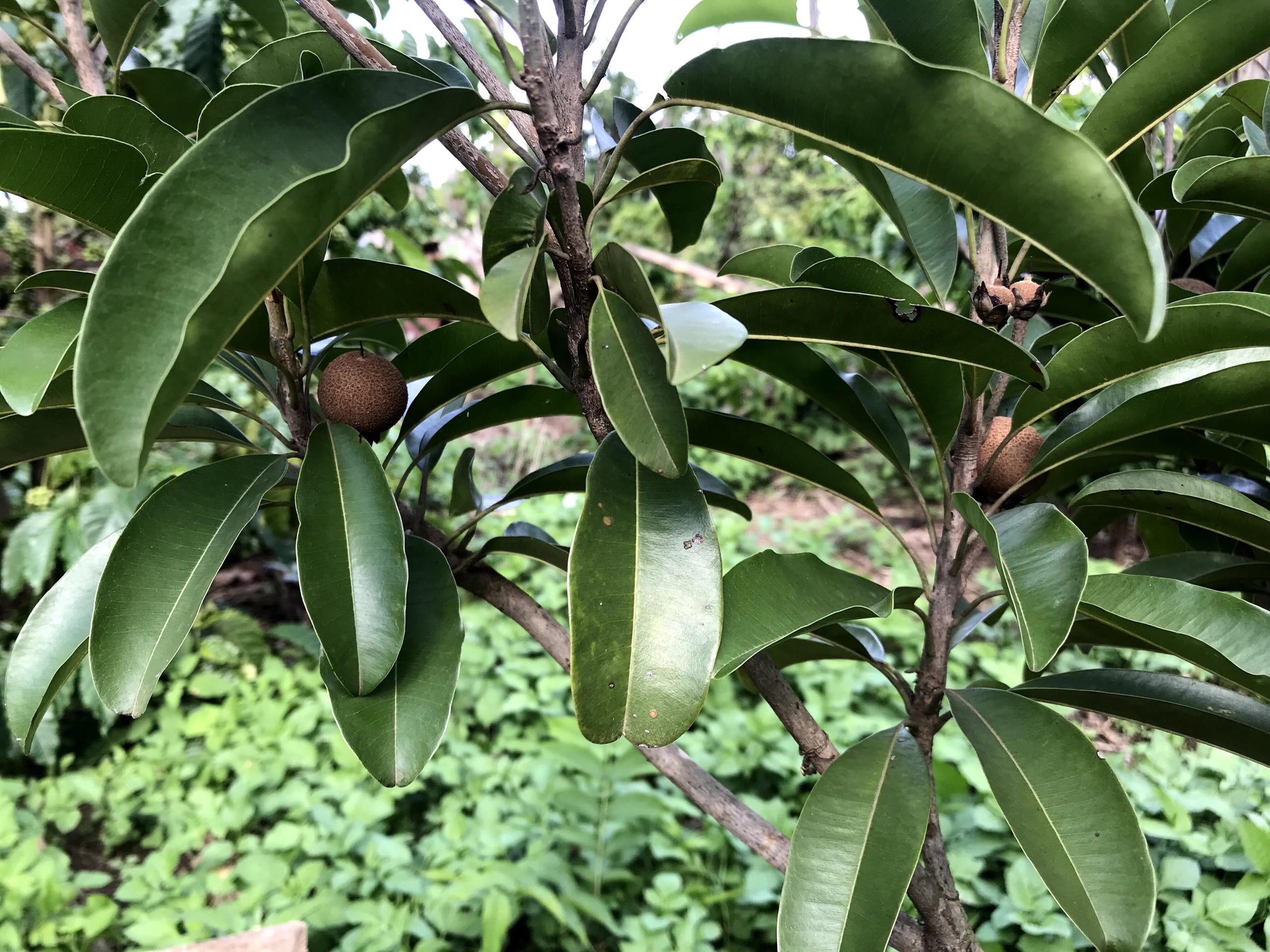 Gia đình Đắk Lắk làm vườn trái cây rộng 500m2 cho các con ăn thỏa thích - 10 Gia đình Đắk Lắk làm vườn trái cây rộng 500m2 cho các con ăn thỏa thích - 10