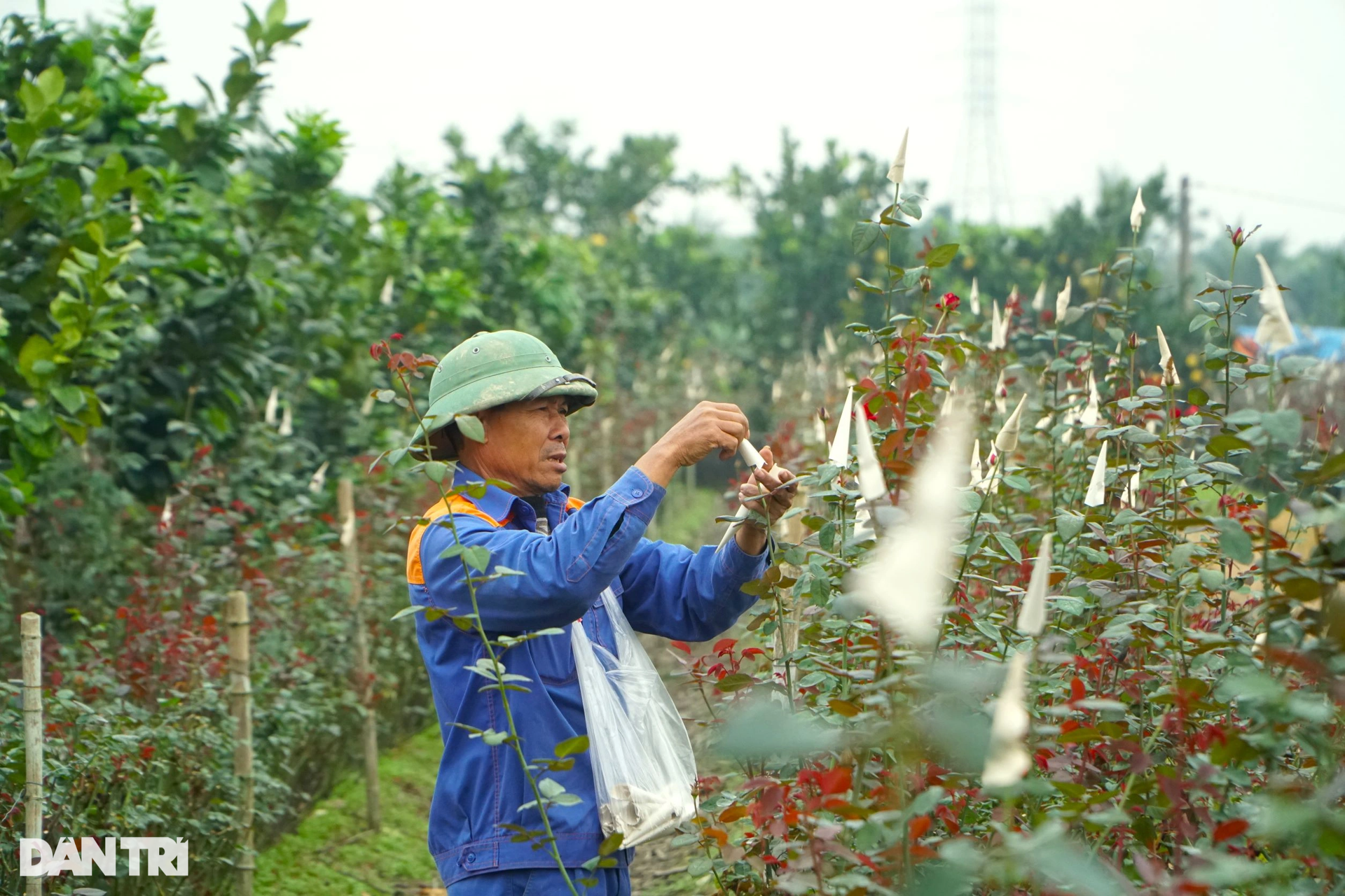 Nông dân vùng trồng hoa lớn nhất xứ Thanh tất bật vụ Tết - 7 Nông dân vùng trồng hoa lớn nhất xứ Thanh tất bật vụ Tết - 7