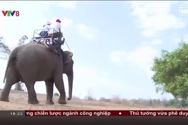 Báo động sức khoẻ đàn voi nhà Tây Nguyên