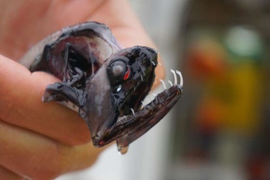 Kì lạ “quái vật” biển sâu với hàm răng sắc nhọn trong suốt