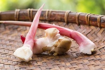 Thuốc quý chống 8 bệnh ung thư ở một loại củ "rẻ như cho" tại Việt Nam ít ai ngờ tới