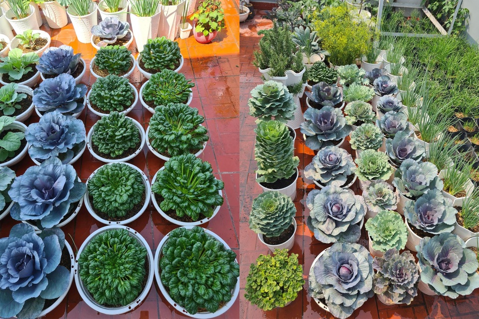 Trang trại rau 100m2 toàn giống lạ trên sân thượng của cô gái Bình Dương - 6 Trang trại rau 100m2 toàn giống lạ trên sân thượng của cô gái Bình Dương - 6
