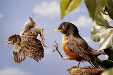 Bảo vệ con thái quá: Bố mẹ biến con thành “cây trồng trong nhà kính”