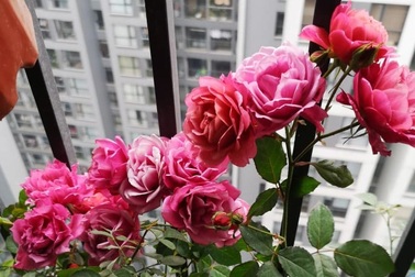 Ra ở riêng mới biết lòng mẹ chồng