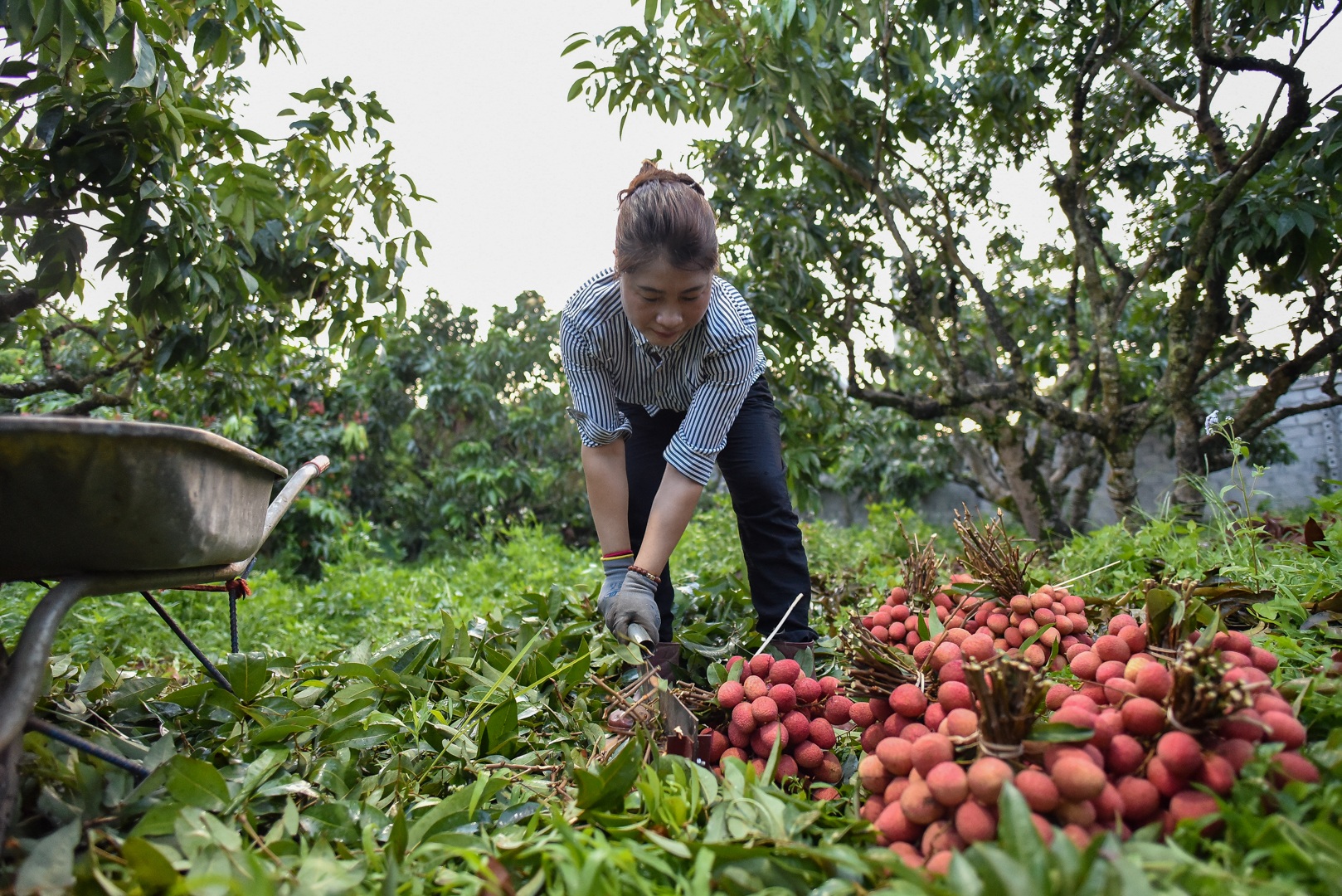 Người dân “thủ phủ vải thiều” Lục Ngạn chong đèn thu hoạch vải - 19 Người dân “thủ phủ vải thiều” Lục Ngạn chong đèn thu hoạch vải - 19