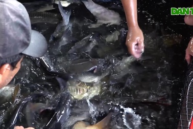 Lão nông nuôi cá chép cho ăn đậu nhập khẩu thu tiền tỷ