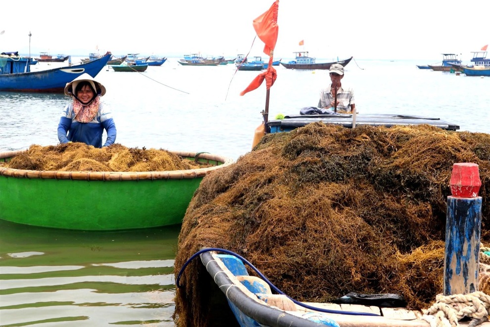 Liều mưu sinh dưới đáy biển sâu, người hái rong mơ kiếm tiền triệu mỗi ngày - 5 Liều mưu sinh dưới đáy biển sâu, người hái rong mơ kiếm tiền triệu mỗi ngày - 5