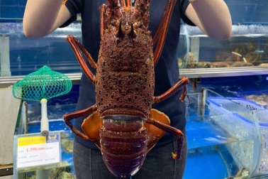 Ngán cua hoàng đế, giới nhà giàu "săn" tôm hùm Tây Úc về ăn tất niên