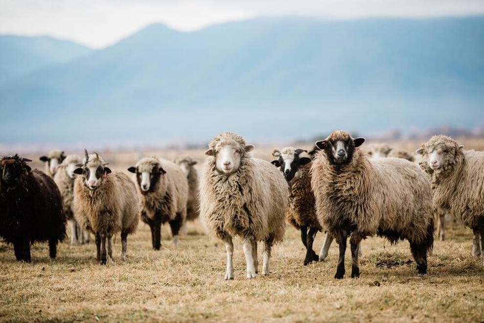 Gia đình doanh nhân thành đạt về quê, lên mạng học làm nông dân - 6