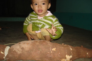 Củ sắn “vĩ đại” nặng gần 15kg