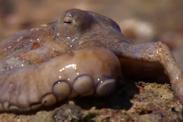 Xem bạch tuộc "đi bộ" trên cạn để săn cua