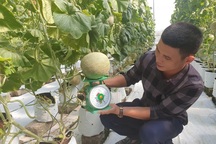 Hà Tĩnh: Thanh niên 8X bỏ túi nửa tỷ đồng một năm từ nghề trồng dưa