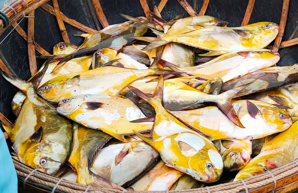 Ngư dân kể về chuyến ra khơi mang lại hơn 100 chỉ vàng - 4 Ngư dân kể về chuyến ra khơi mang lại hơn 100 chỉ vàng - 4
