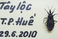 Huế phát hiện côn trùng nghi bọ xít hút máu người