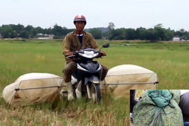 "Cao thủ" bắt cào cào, kiếm tiền triệu mỗi ngày