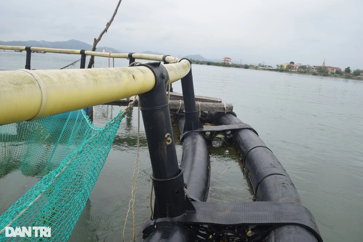 Rời Nhật Bản về quê, chàng trai tạo sự khác biệt trong nghề nuôi cá lồng - 3