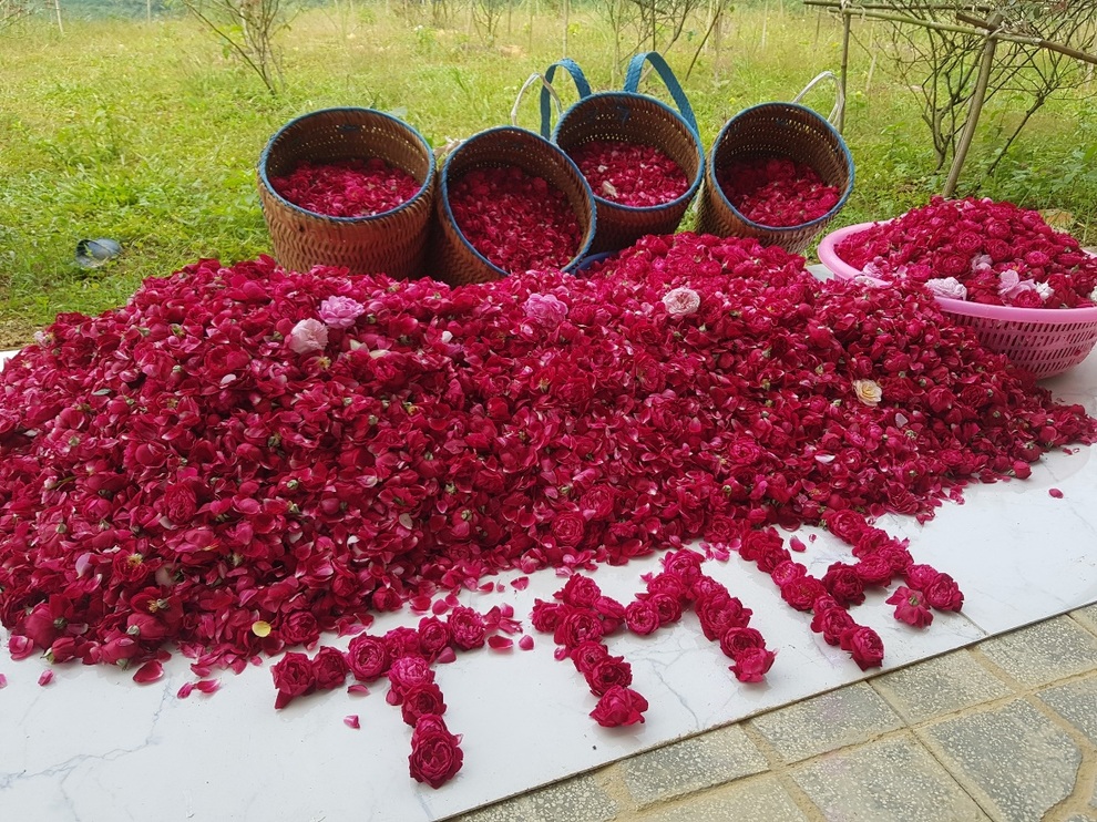 Thanh Mộc Hương ra mắt sản phẩm mới - khác biệt để dẫn đầu - 4 Thanh Mộc Hương ra mắt sản phẩm mới - khác biệt để dẫn đầu - 4