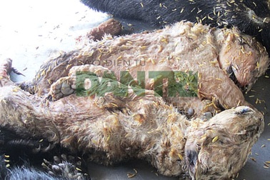 Phát hiện hổ con, gấu con đông lạnh trên xe khách