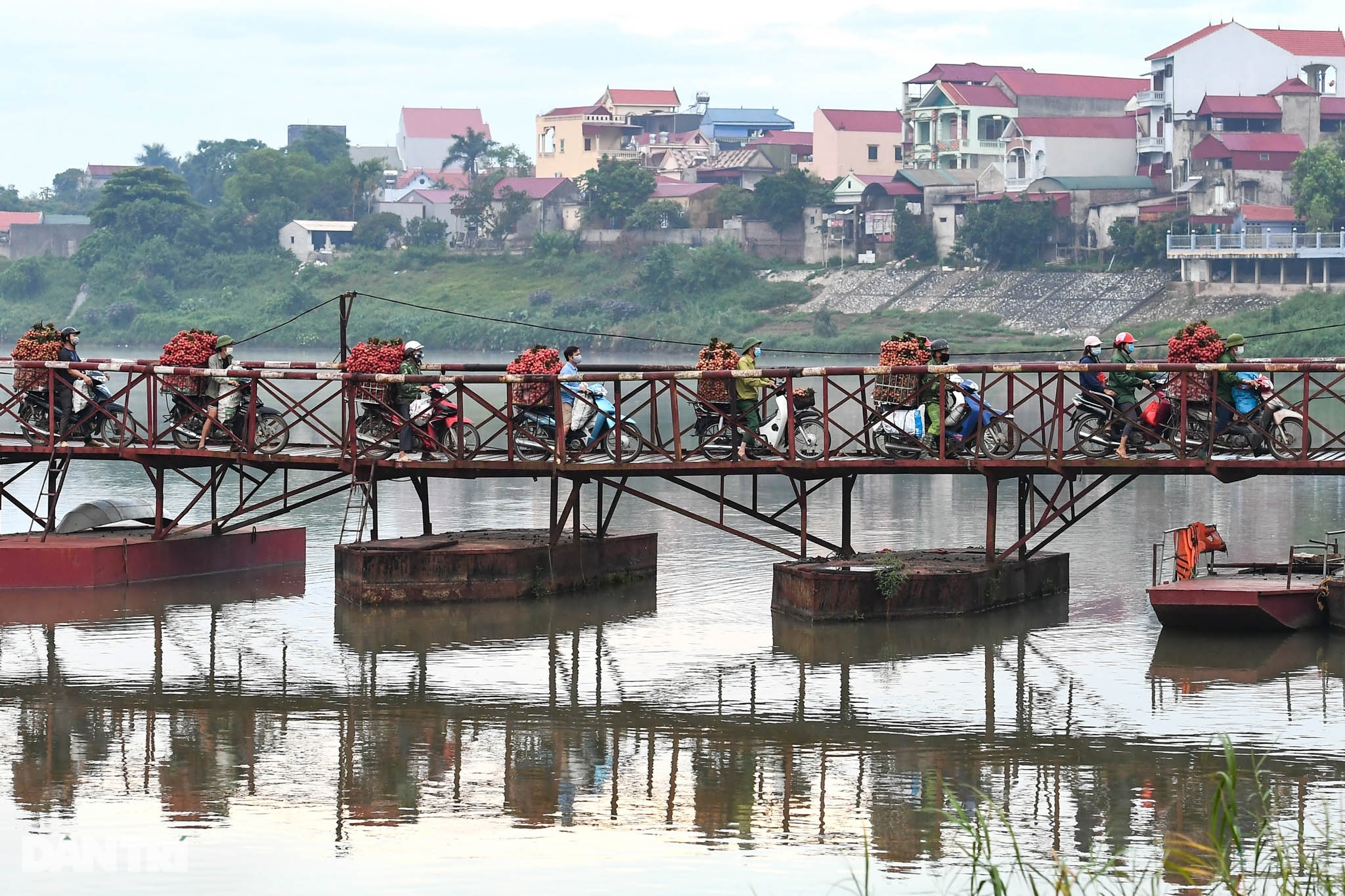 Vải Lục Ngạn vào vụ, rực sắc đỏ niềm tin trong bức tranh Covid ảm đạm - 9 Vải Lục Ngạn vào vụ, rực sắc đỏ niềm tin trong bức tranh Covid ảm đạm - 9