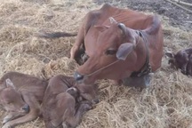 Kỳ lạ bò sinh 3 ở Thanh Hóa được "hét" giá 100 triệu đồng