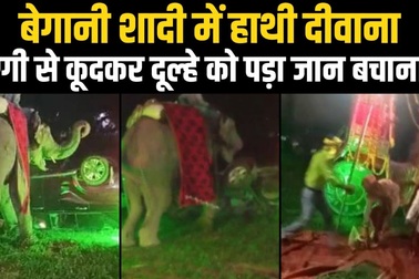 Voi phá tan lễ cưới, chú rể bỏ chạy