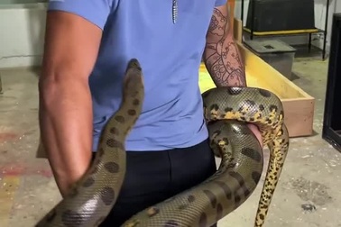 Người đàn ông vẫn bình thản khi bị trăn anaconda liên tục cắn vào cơ thể