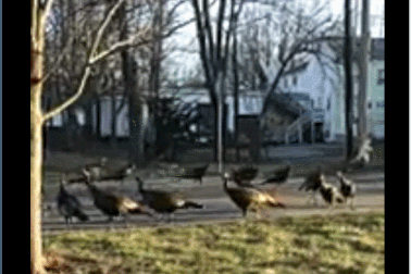 “Sởn gai ốc” cảnh tượng đàn gà tây “diễu hành” quanh xác mèo chết