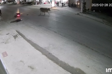 Bò thả rông gây họa cho người đi xe máy