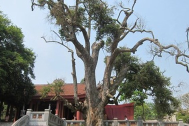 Tiếng kêu cứu của “cụ cây” già nhất Việt Nam