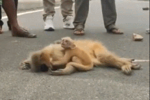 Hình ảnh động vật nổi bật: Cảm động khoảnh khắc khỉ con nằm ôm xác mẹ