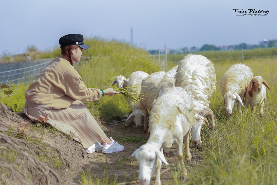 Bạn trẻ đổ xô đến vườn cúc họa mi “độc nhất” Nam Định chụp ảnh - 11