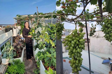 Khu vườn "trên mây" của nữ cựu chiến binh 75 tuổi ở Vũng Tàu